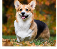 A sharp, well-lit photo of a dog filling the frame